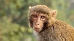 Amid Legal Troubles, Monkey-Breeding Facility Backers Expand Operations