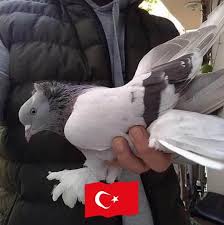 Baskent Ankara Guvercin Sevdasi Alim Satim Home Facebook