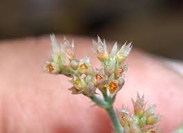 Image result for Polycarpaea corymbosa