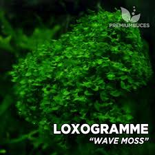 Image result for Loxogramme