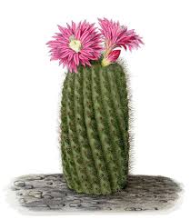 Image result for Eriochrysis