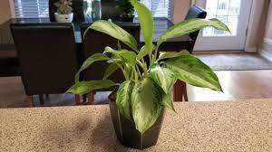 The lower leaves may turn droopy and yellow and start to die. Aglaonema Silver Bay Plant Care Donna Joshi Youtube