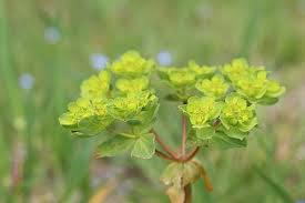 Image result for Euphorbia schimperiana