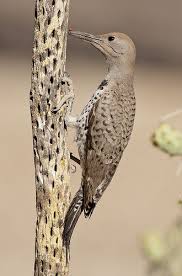 It's not where you'd expect to find a woodpecker, but flickers eat mainly ants and beetles, digging for them with their unusual, slightly curved bill. Flicker Seed Hit L For Large View See Seed Bird Photo Bird Seed Flicker