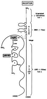 Elle est présente lors de la phase lutéale et lors de la grossesse. B1 1993 Ru 486 A Decade On Today And Tomorrow Clinical Applications Of Mifepristone Ru486 And Other Antiprogestins Assessing The Science And Recommending A Research Agenda The National Academies Press