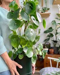 8 Best Green Guide to Money Plant Care: Tips for Thriving Foliage