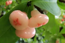 What kinds of fruit can you get. Fruit Addgrainonearth