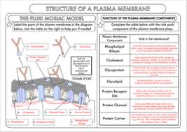 A Level Biology Cell Membrane Structure Worksheet Cell Membrane Structure Membrane Structure Cell Membrane