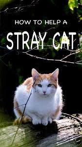 What To Feed A Stray Cat And How To Help Stray Cats And Kittens Survive Feral Cat Shelter Cat Care Cats