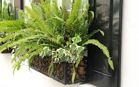 Bring a taste of the tropics to your garden with gorgeous canna bulbs from burpee. How To Create The Perfect Window Box David Domoney