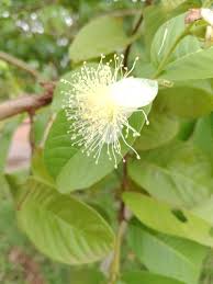 Image result for Syzygium owariense