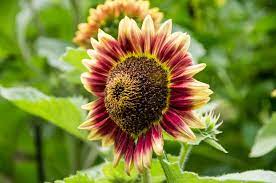 Sie ziehen auch bienen an und tragen so zur erhaltung der artenvielfalt bei. Sonnenblumenarten Die 50 Schonsten Sorten Plantura