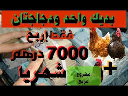 كيف تربح 7000درهم شهريا من 2دجاجات وديك واحد youtube