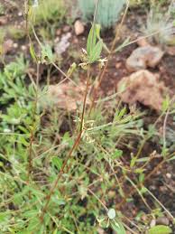 Image result for Cryptolepis cryptolepioides