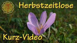 Average difficulty from 8 ratings. Heilpflanze Herbstzeitlose Kurz Video Youtube