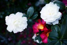 Check spelling or type a new query. 11 Love Haiku Poems To Express Your Feelings Lovetoknow