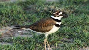 These tawny birds run across the ground in spurts, stopping with a jolt every so often to check their progress, or to see if they've startled up any insect prey. Killdeer Fake Injuries To Protect Their Young
