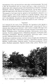 Image result for Pavetta catophylla