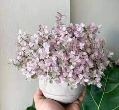 Leafy green houseplants are wonderful (and many of them require little care), but why not expand your indoor gardening skills by adding a few flowering houseplants blooming plants inject vibrancy, color, and fragrance into your living space. Callisia Repens Vigorous Creeping Vine With Orbicular Clasping Leaves Foliage Is An Eye Catching Pink With Green Plants Hanging Plants Succulent Garden Diy