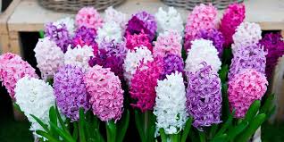 Ev dekorasyonuyla ilgili verdiğimiz hizmetten daha iyi faydalanmak için lütfen başka bir tarayıcıyı ücretsiz rengarenk ve mis kokulu çiçekler ile dolu bir ortamı kim sevmez? Sumbul Bitkisi Cicegi Nasil Yetistirilir Bakimi Nasildir Bilgihanem