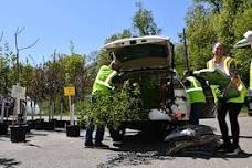Roseville Tree Distribution