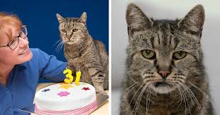 World S Oldest Cat Is 31 And Still Has Many Lives Left Old Cats Cats Cat Furry