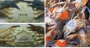 Oleh iqbal hakimdiposting pada agustus 7, 2019november 16, 2020. Suri Rumah Perlu Tahu Cara Pilih Ketam Banyak Isi Dan Manis Pesona Pengantin