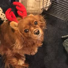 Maybe you would like to learn more about one of these? Adopt A Cavalier King Charles Spaniel Near Boston Ma Get Your Pet