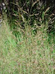 Image result for Agrostis