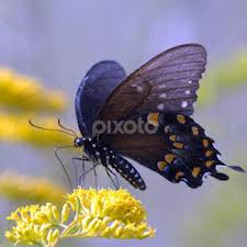 Charles Tysinger's Profile