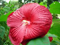 Rose of sharon is considered an invasive in some parts of the country. Gardening Granny S Gardening Pages Hardy Hibiscus