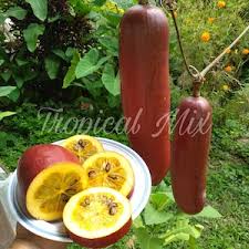 Image result for Cucumis aculeatus