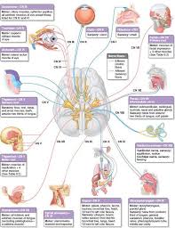 Summary Of Cranial Nerves Basicmedical Key In 2020 Cranial Nerves Brain Anatomy And Function Cranial Nerves Anatomy