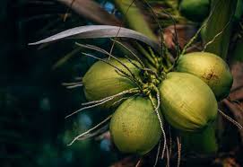 Akan tetapi, adakah bahaya efek samping yang ditimbulkan jika terlalu sering air kelapa memang sehat, tapi bahaya jika diminum terlalu banyak. 8 Kebaikan Air Kelapa Yang Ramai Tidak Tahu Bidadari My
