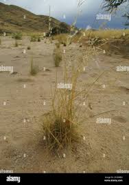 Image result for Stipagrostis