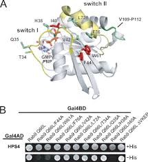 All'interno di una di esse si trova un diamante dal valore di dieci milioni di berry. Assembly Of The Biogenesis Of Lysosome Related Organelles Complex 3 Bloc 3 And Its Interaction With Rab9 Journal Of Biological Chemistry