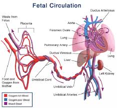 Fetal Circulation Ductus Venosus Human Anatomy Body Picture Neonatal Nurse Midwifery Student Nurse