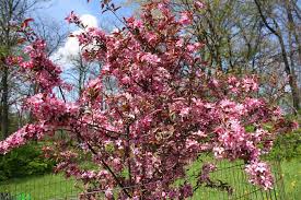 Pruning requirements are minimal, and are best performed in late winter. Royal Raindrops Crabapple Malus Jfs Kw5 North American Insects Spiders