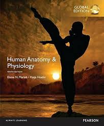 Pdf Human Anatomy Physiology By Elaine N Marieb Katja N Hoehn Human Anatomy And Physiology Anatomy And Physiology Anatomy And Physiology Textbook