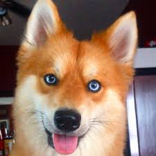 Did I Mention She Has The Prettiest Blue Eyes In The World Pet Fox Fox Dog Pomeranian Husky