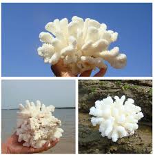 Sea garden plants *fancy plants silk marine & freshwater aquarium decor. Natural Sea Coral Seasnail Aquarium Ornament Fish Tank Decoracao Reef Home Decor Wish