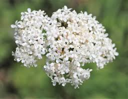 Image result for Valerianaceae
