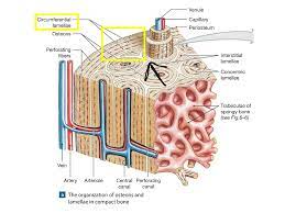 Looking for online definition of lamellae in the medical dictionary? Concentric Lamella Science Showme