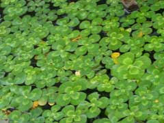 Image result for Marsilea nubica