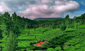 Sepuluh kabupaten penghasil teh berada di ketinggian yang pas untuk pengoptimalan tumbuh kembang tanaman ini, termasuk kabupaten subang. Indahnya Kebun Teh Sukawana Di Lembang Lokasi Dan Harga Tiketnya