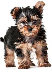 Check out available yorkshire terrier puppies for particulars on these pups as well. Yorkie Growth Stages My Sunshine Yorkies