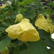 Image result for Abutilon