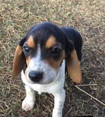Beagle dog puppy, beagle hound, beagle funny, baby beagle, dog pictures, animal pictures, cute puppies, dogs and puppies, animals beautiful. Michigan Beagle Puppies Home Facebook