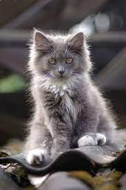 Check spelling or type a new query. 26 Best Gray And White Long Haired Cats Ideas Cats Pretty Cats Cute Cats