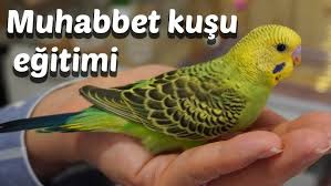 yeni alinan muhabbet kusu nasil egitilir muhabbet kusu egitimi youtube